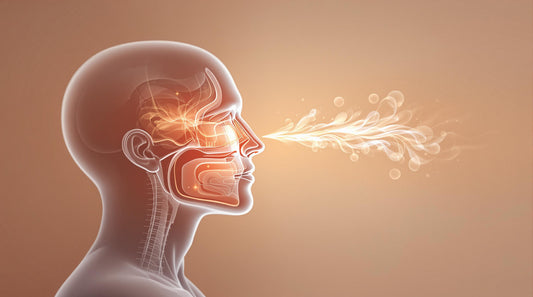 Nasal Cavity's Role in Heating and Humidifying Air